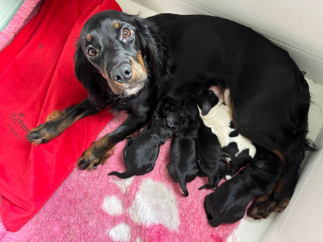 Stunning litter 5 Cocker Spaniel puppies!