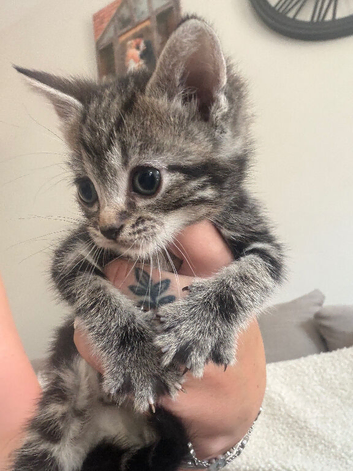 beautiful boy grey striped kitten avaliable