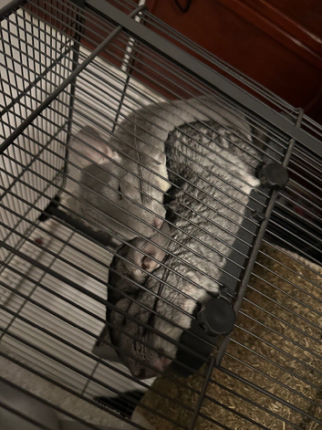 2 female chinchillas one standard grey and one violet grey