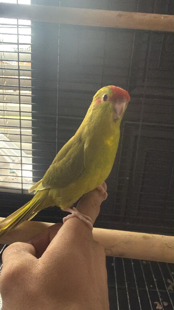 Hand tame kakariki