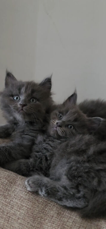 Maine coone/ Blh amazing temperament kittens