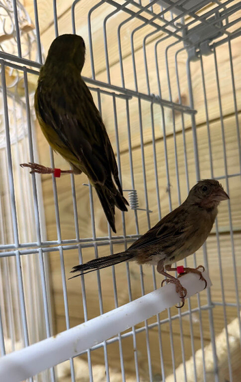 Stunning miniature Raza canary pair