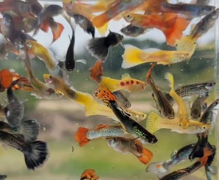 Mix guppies + endlers
