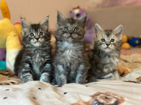 Trio of lap warmers