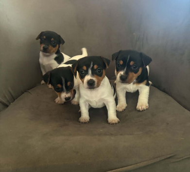 Jack Russell puppies
