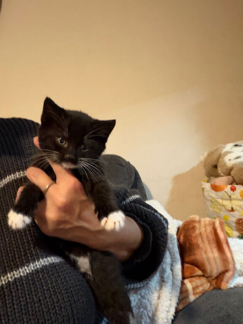 Last girl kitten left