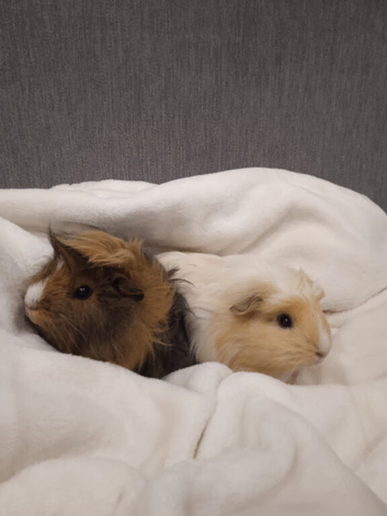 Two guinea pig girls
