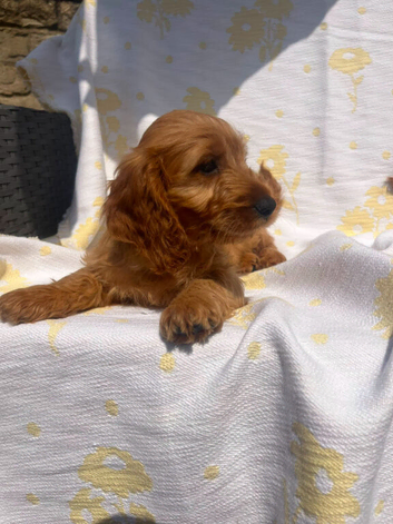 Cockerpoo puppies