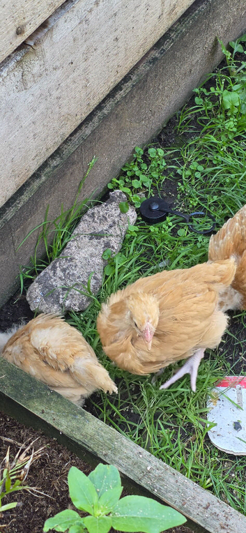 Young male cockerel for sale