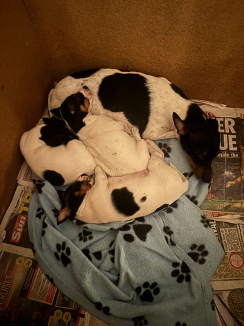 Jack Russell pups