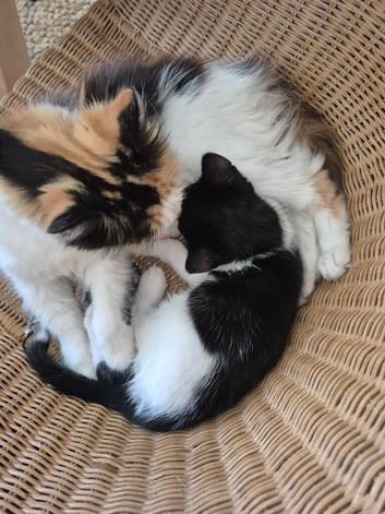 Kitens