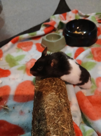 Female Syrian Hamster with Cage &pound;40