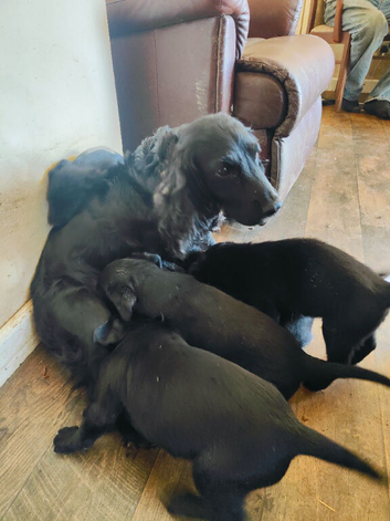 Cocker spaniel x Labrador