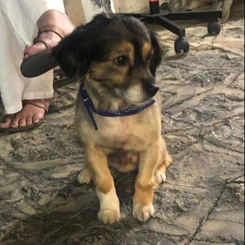 Puppy to a good home