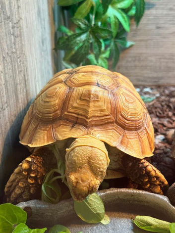 Sulcata (True Ivory)