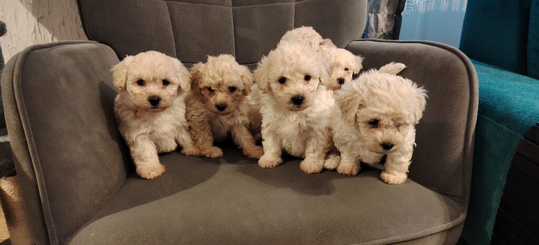 Toy poochon READY NOW