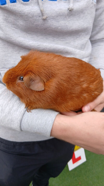 Guinea pig for sale