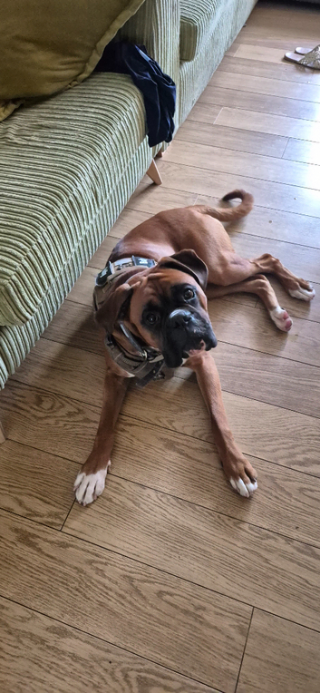 Boxer stud