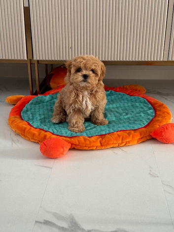 Prestige luxury Maltipoo Puppies