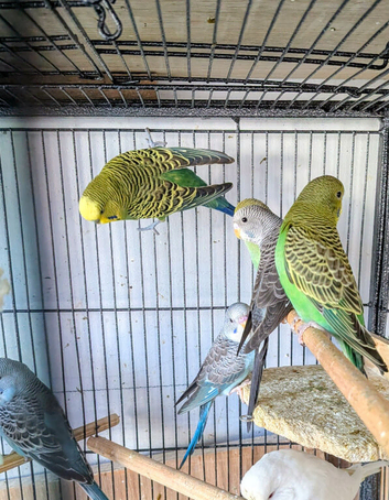 Many black wing budgies