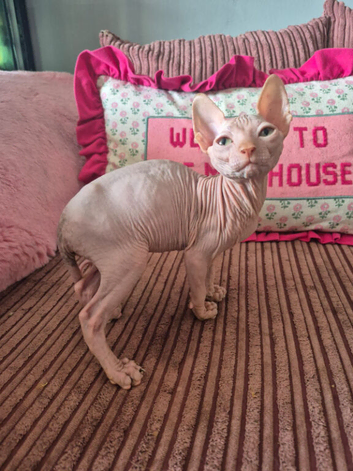 Male pink sphinx