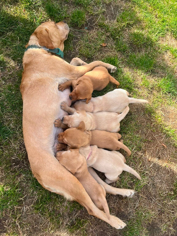 Gorgeous Labrador Puppies