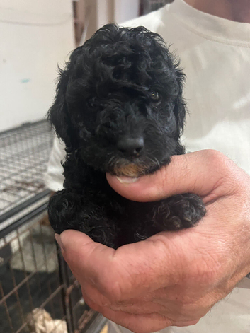 Cavapoo x poodle puppies available