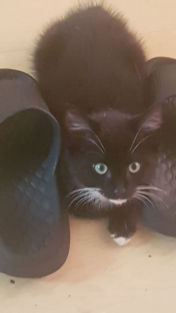 Cute black n white kitten
