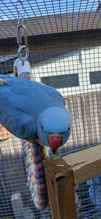 for sale ringnecks &pound;200 each semi tame and cockatiels &pound;80 each