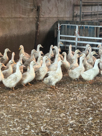 Female White Cambell laying Ducks &hellip;