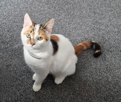 Calico kitten