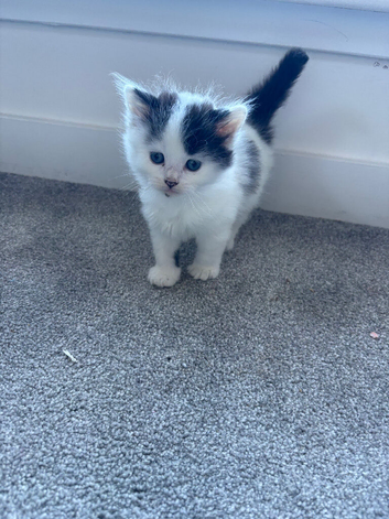Kittens for sale