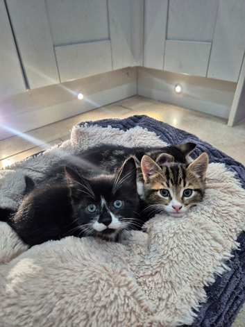Kittens