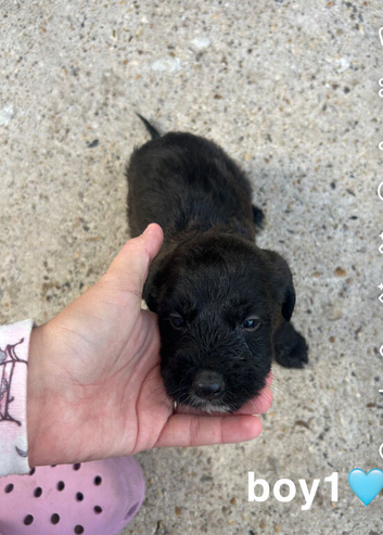 i have 7 beautiful puppies for sale