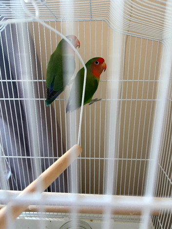 Pair of love birds