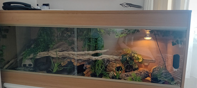 2 leopard geckos & vivarium