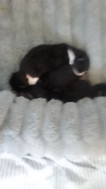 Kittens