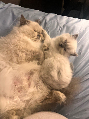One girl left Persian mum and  BLH dad registered Mel kittens
