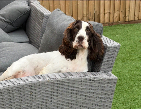 2 FEMALE SPRINGER SPANIELS