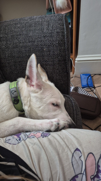 Beautiful white German Shepherd cross mali