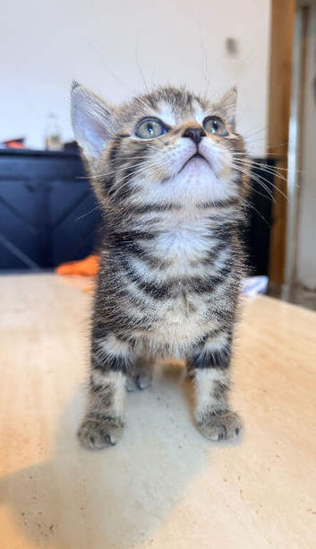 Kittens