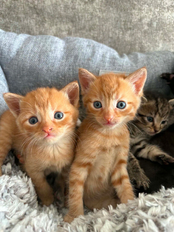 4 beautiful Kittens