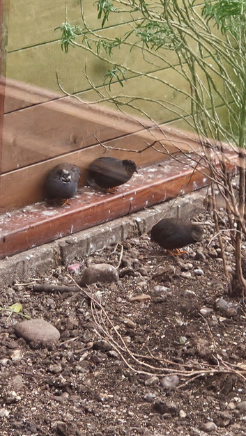 3 male quails.