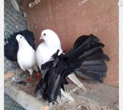 BLACK TAIL MARKED FANTAIL DOVES/PIGEONS
