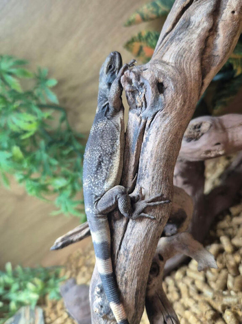 Chuckwalla at Birmingham Reptiles