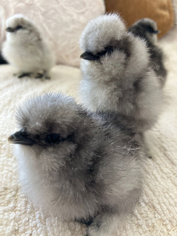 Pure breed silkie chicks unsexed
