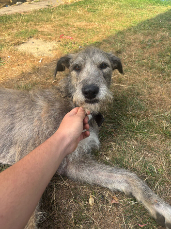 Lovley deerhoundxgreyhound