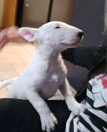 English Bullterrier puppy 9 weeks old for sale