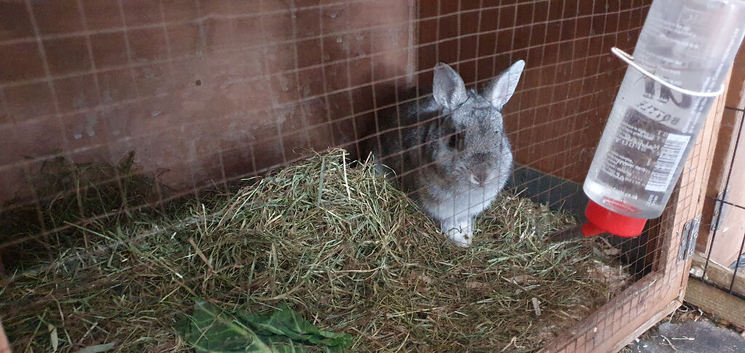 Netherland dwarf male