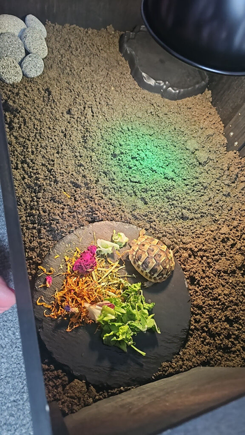 9 month old hermanns tortoise